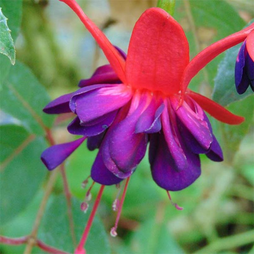 Fuchsia rustique Princess Dollar (Flowering)