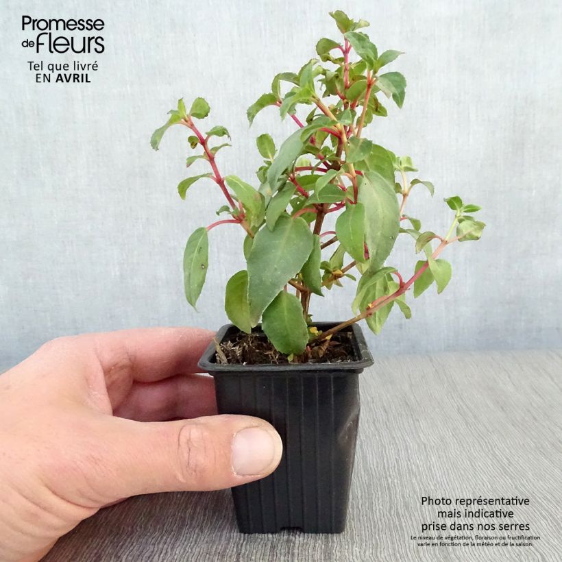 Example of Fuchsia rustique Princess Dollar Godet de 7/8 cm as you get in printemps
