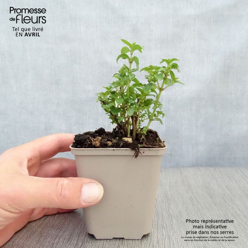 Example of Fuchsia rustique Tom Thumb (Tom Pouce) Godet de 8/9 cm as you get in printemps