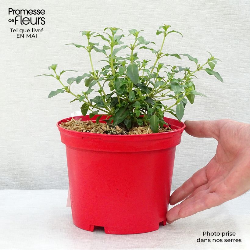 Example of Fuchsia rustique Tom Thumb (Tom Pouce) Pot de 2L/3L as you get in printemps