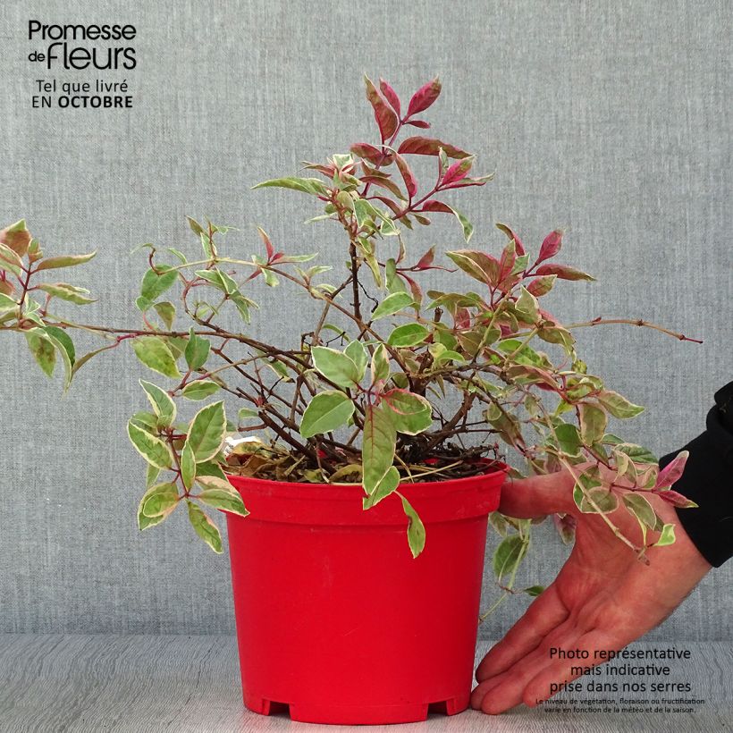 Spécimen de Fuchsia rustique Tom West Pot de 2L/3L tel que livré en automne