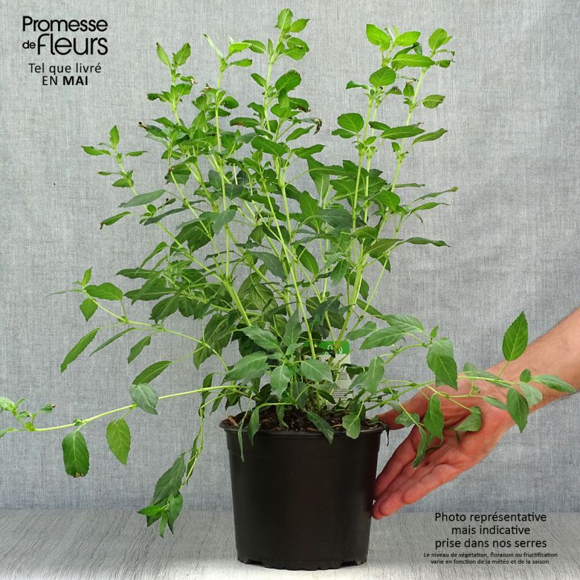 Spécimen de Fuchsia rustique Whiteknights Pearl Pot de 2L/3L tel que livré au printemps