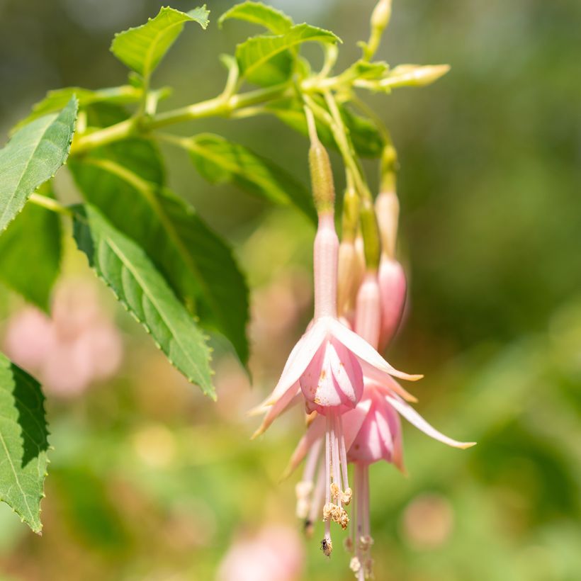 Fuchsia rustique Whiteknights Pearl (Floraison)