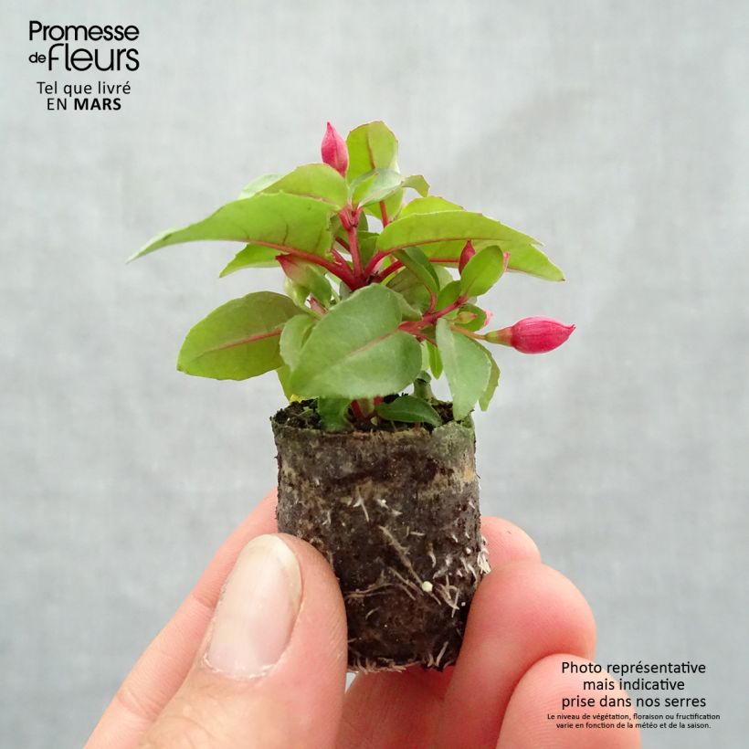 Example of Fuchsia semi-retombant Bella Lydia Mini-motte Ø 3/4 cm as you get in printemps