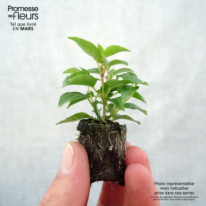 Example of Fuchsia semi-retombant Bella Sophia Mini-motte Ø 3/4 cm as you get in printemps