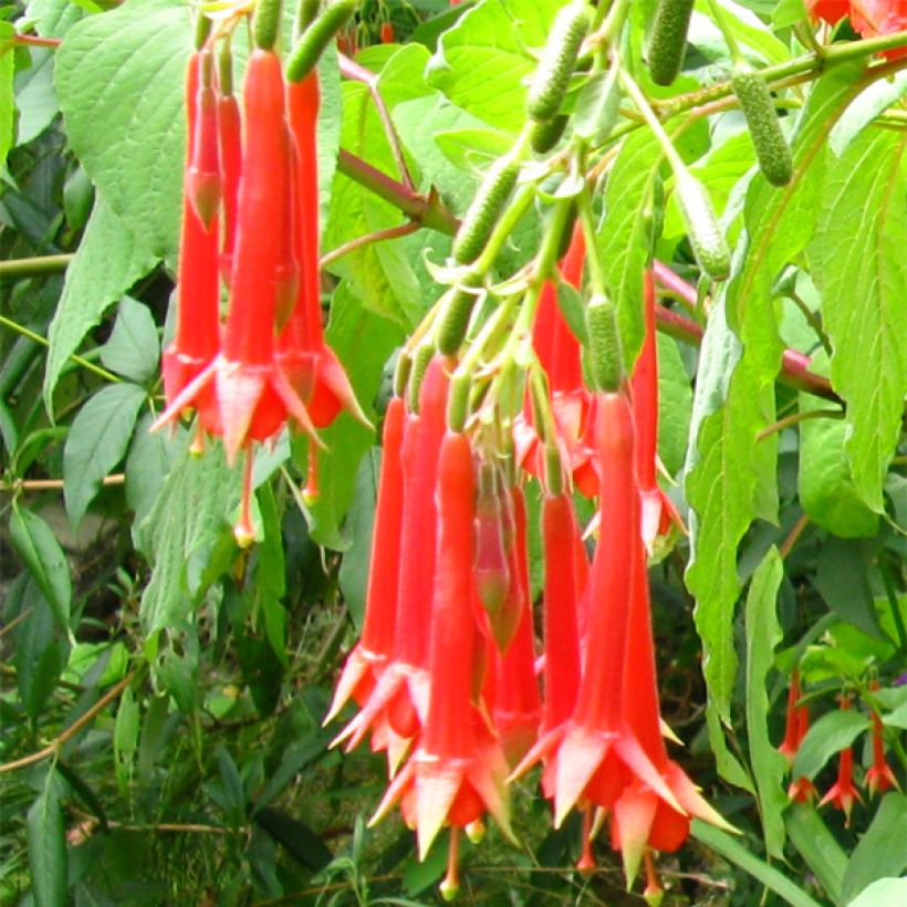 Fuchsia triphylla (Fulgens) - Fuchsia arbustif (Flowering)