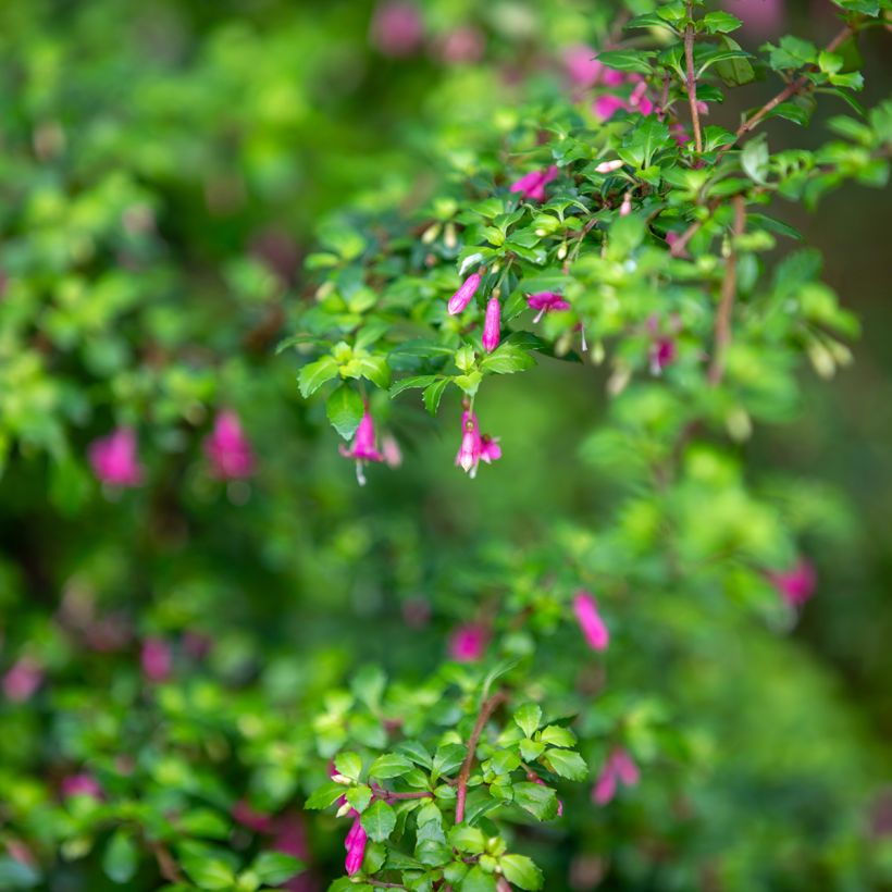 Fuchsia microphylla ssp. microphylla (Foliage)