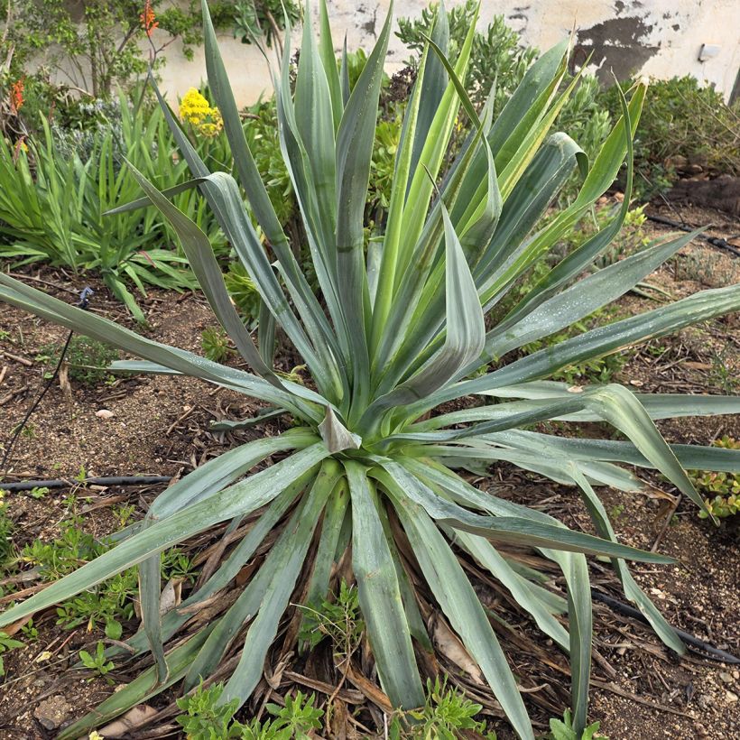 Furcraea bedinghausii (Port)