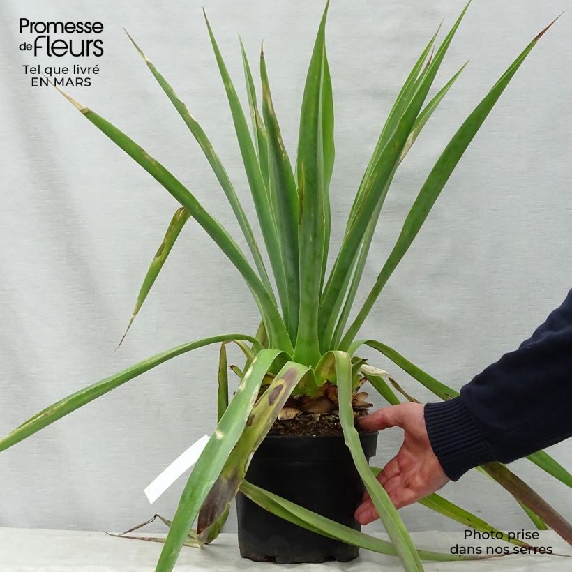 Example of Furcraea longaeva Pot de 4L/5L as you get in printemps