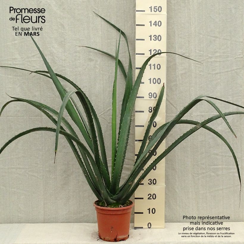 Example of Furcraea macdougallii Pot de 7,5L/10L as you get in printemps