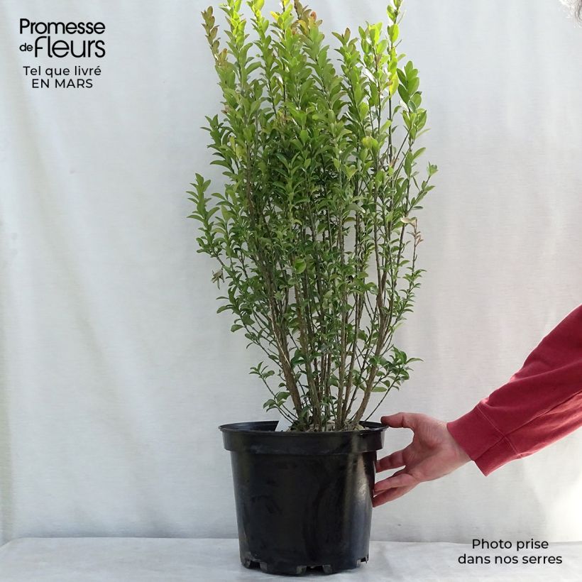 Example of Euonymus japonicus Benkomasaki (Erecta) Pot de 7,5L/10L as you get in printemps