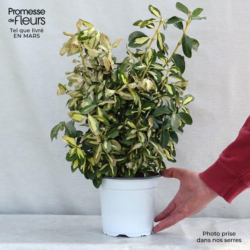 Spécimen de Fusain du Japon - Euonymus japonicus Duc d'Anjou Pot de 3L/4L tel que livré au printemps