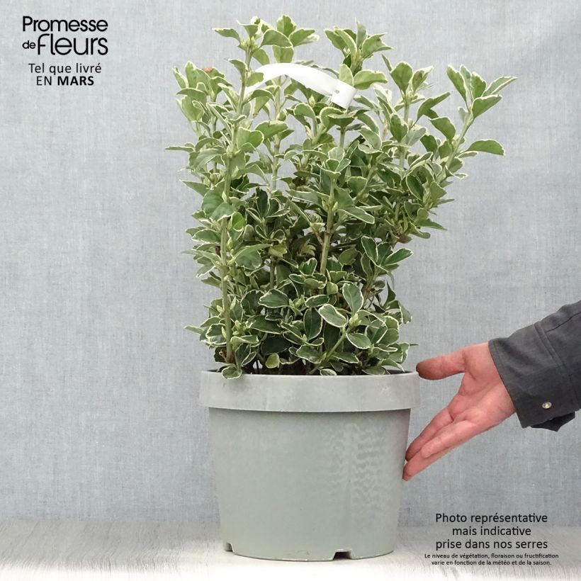 Example of Fusain du Japon - Euonymus japonicus Silver King Pot de 7,5L/10L as you get in printemps