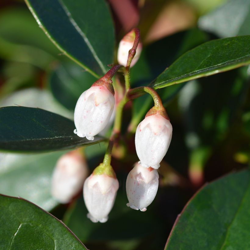 Gaultheria White Pearl - Gaulthérie (Floraison)