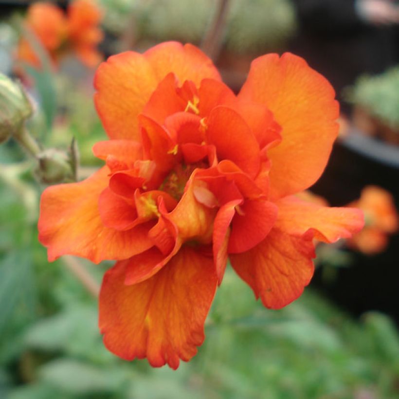 Geum Prinses Juliana - Benoite orange et jaune (Flowering)