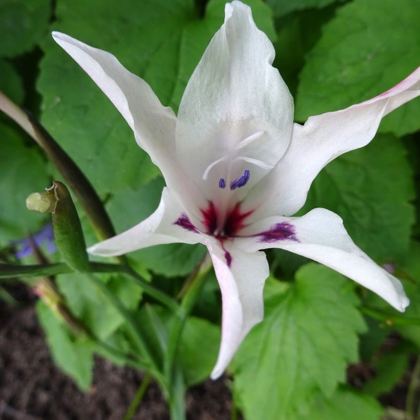 Glaieul ou Gladiolus carneus var albidus (Flowering)