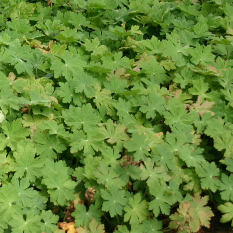 Géranium vivace macrorrhizum Bevan s Variety (Foliage)