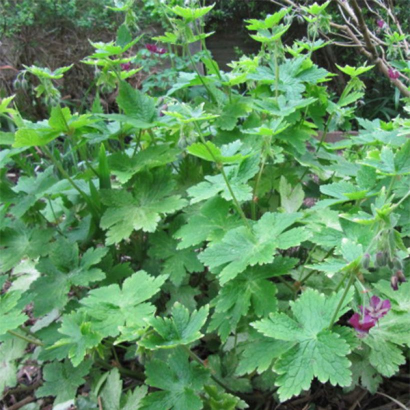 Géranium vivace phaeum (Foliage)