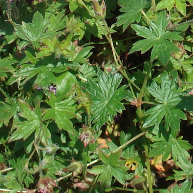 Géranium vivace Blushing Turtle (Foliage)