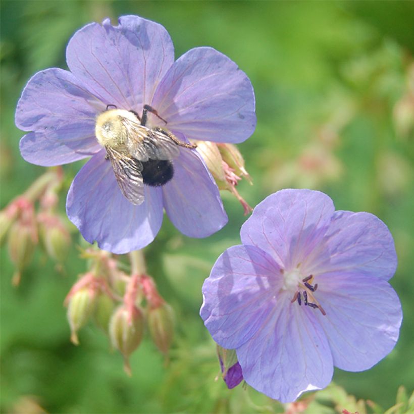 Géranium vivace clarkei Kashmir Blue (Flowering)