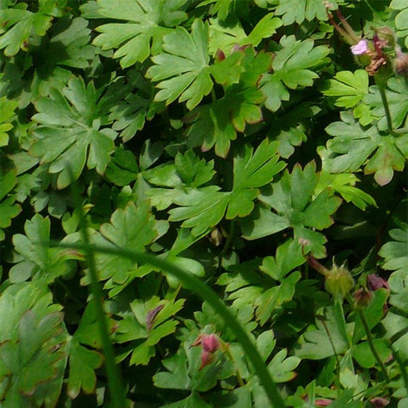 Géranium vivace dalmaticum Bressingham Pink (Foliage)