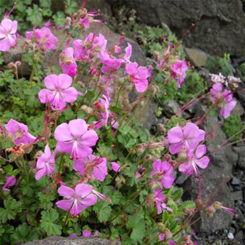 Géranium vivace dalmaticum Bressingham Pink (Plant habit)