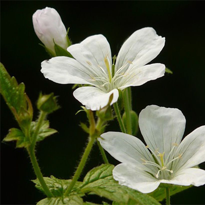 Géranium vivace nodosum Silverwood (Flowering)