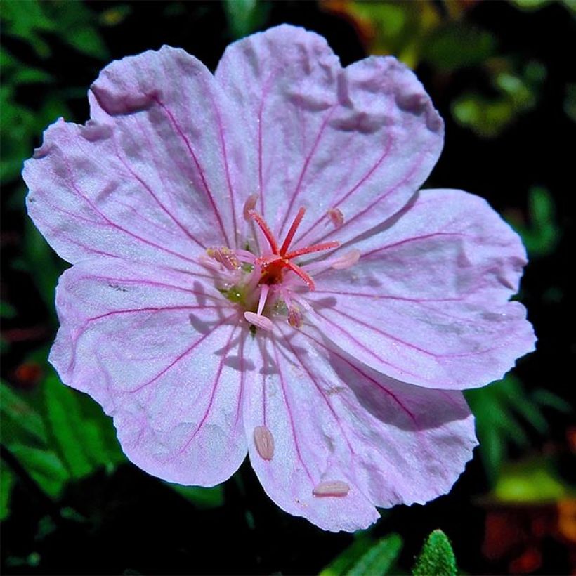 Géranium vivace sanguineum Compactum - Geranium sanguin rose pâle (Flowering)