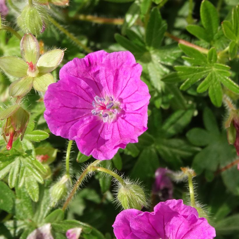 Géranium vivace sanguineum Frivolius Purple (Floraison)