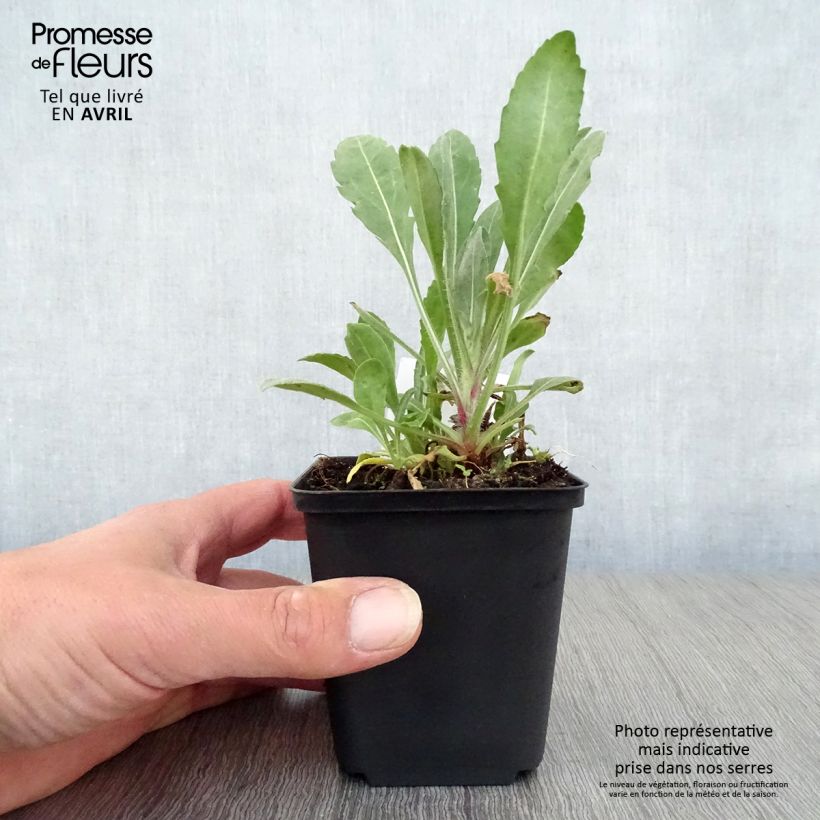 Example of Gaillarde Bourgogne (Burgunder) Godet de 7/8 cm as you get in printemps