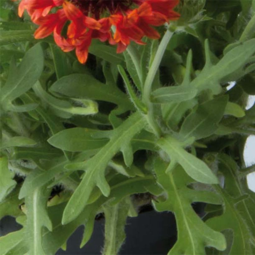 Gaillarde Fanfare Blaze - Gaillarde rouge, orange et jaune (Foliage)