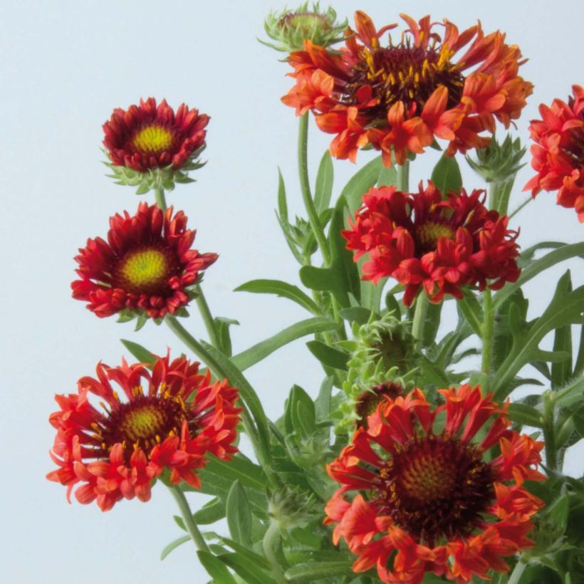 Gaillarde Fanfare Blaze - Gaillarde rouge, orange et jaune (Flowering)