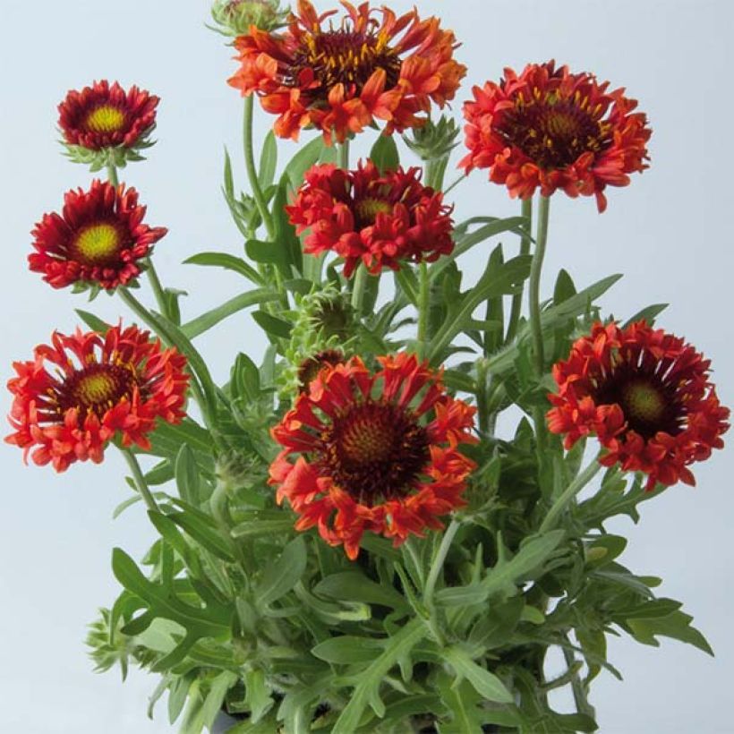 Gaillarde Fanfare Blaze - Gaillarde rouge, orange et jaune (Plant habit)