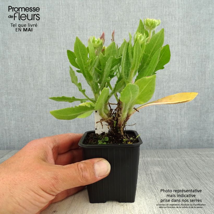 Example of Gaillarde Fanfare Blaze - Gaillarde rouge, orange et jaune Godet de 8/9 cm as you get in printemps