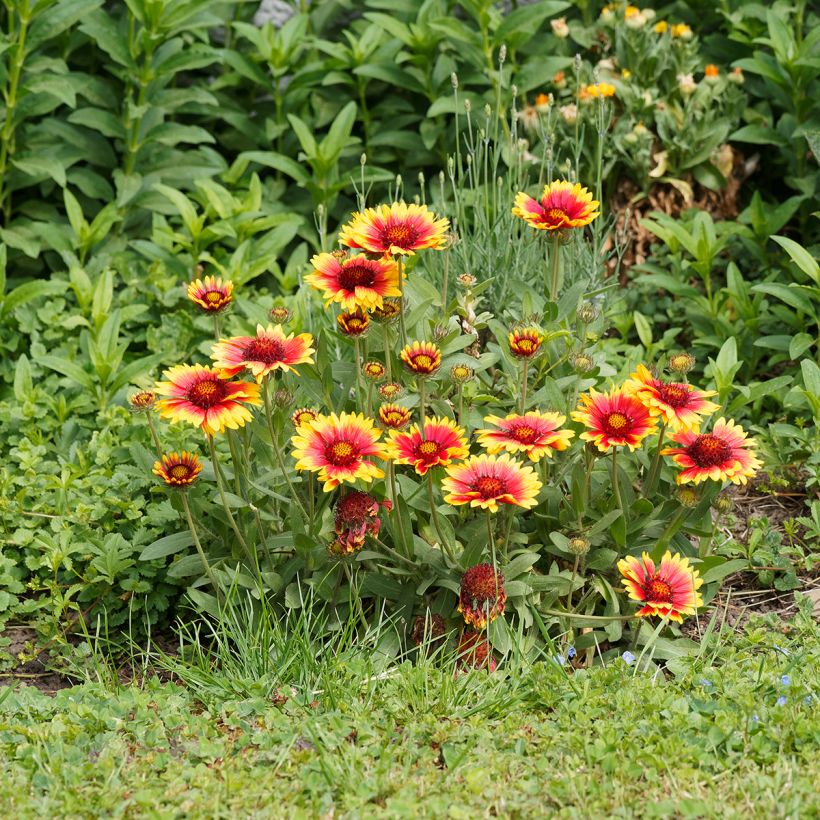 Gaillarde Kobold (Goblin) (Plant habit)