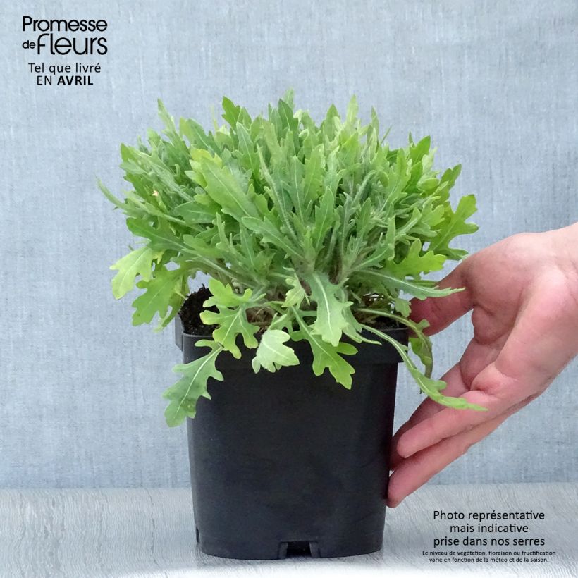 Example of Gaillarde Kobold (Goblin) Pot de 2L/3L as you get in printemps