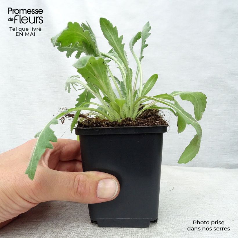 Example of Gaillarde Kobold (Goblin) Godet de 8/9 cm as you get in printemps