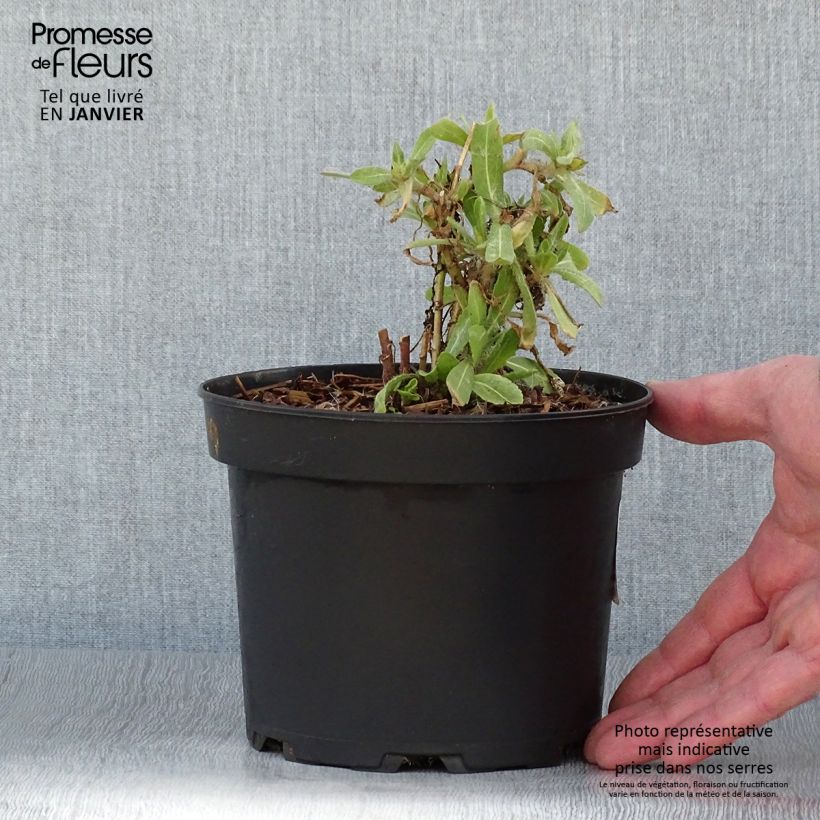 Example of Gaillarde Lutin naine Pot de 2L/3L as you get in hiver