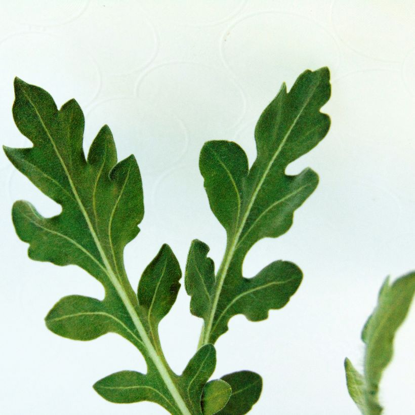 Gaillarde Maxima Aurea (Chloe) (Foliage)