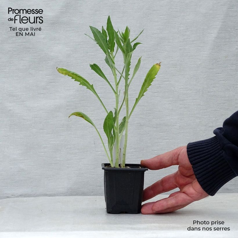 Example of Gaillarde Maxima Aurea (Chloe) Godet de 7/8 cm as you get in printemps