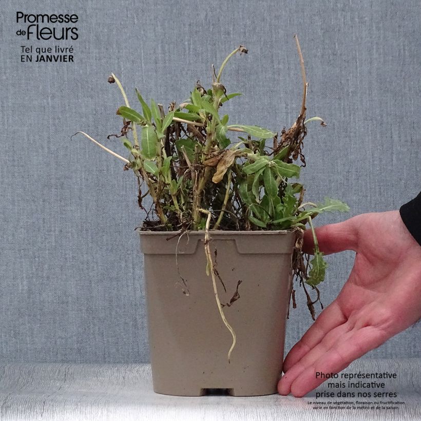 Example of Gaillarde Mesa Yellow Pot de 2L/3L as you get in hiver