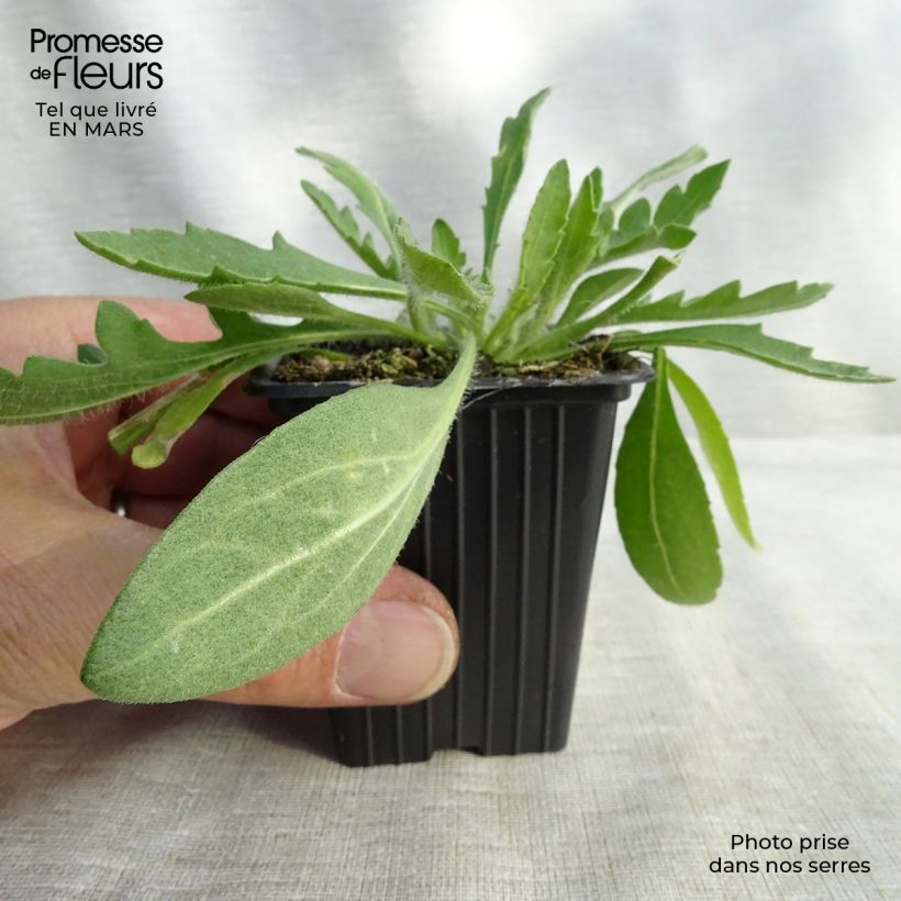 Example of Gaillarde grandiflora Royale Godet de 7/8 cm as you get in printemps