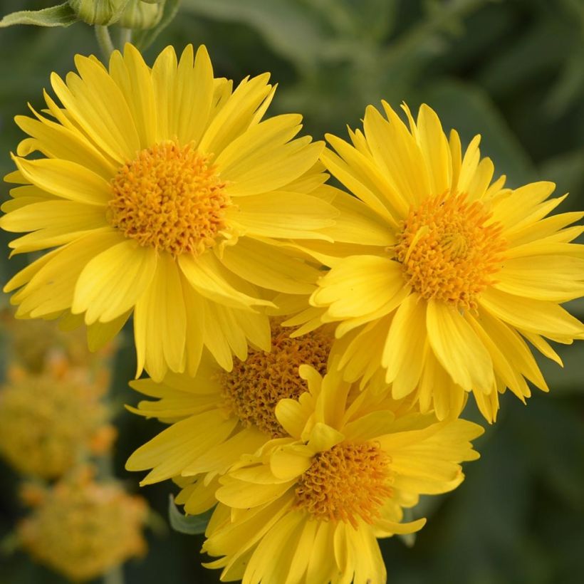 Gaillarde Mesa Yellow (Flowering)