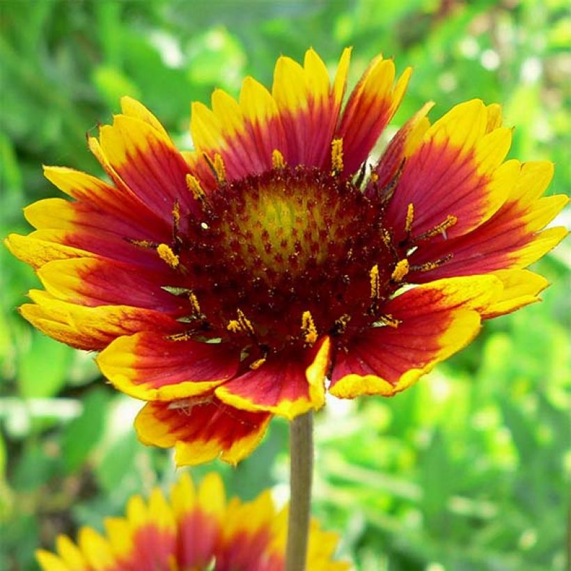 Gaillarde grandiflora Royale (Flowering)