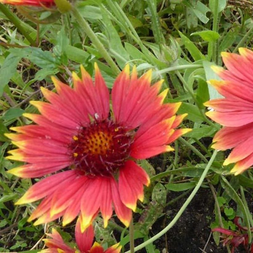 Gaillarde Tokayer (Flowering)