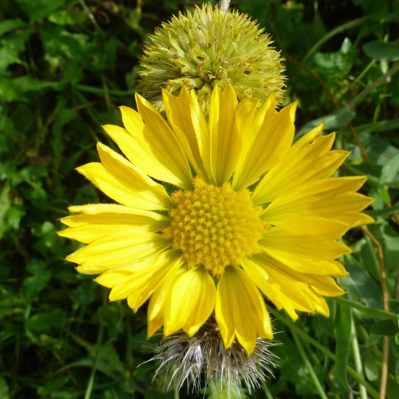 Gaillarde Maxima Aurea (Chloe) (Flowering)