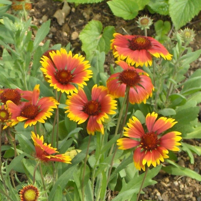 Gaillarde Kobold (Goblin) (Flowering)