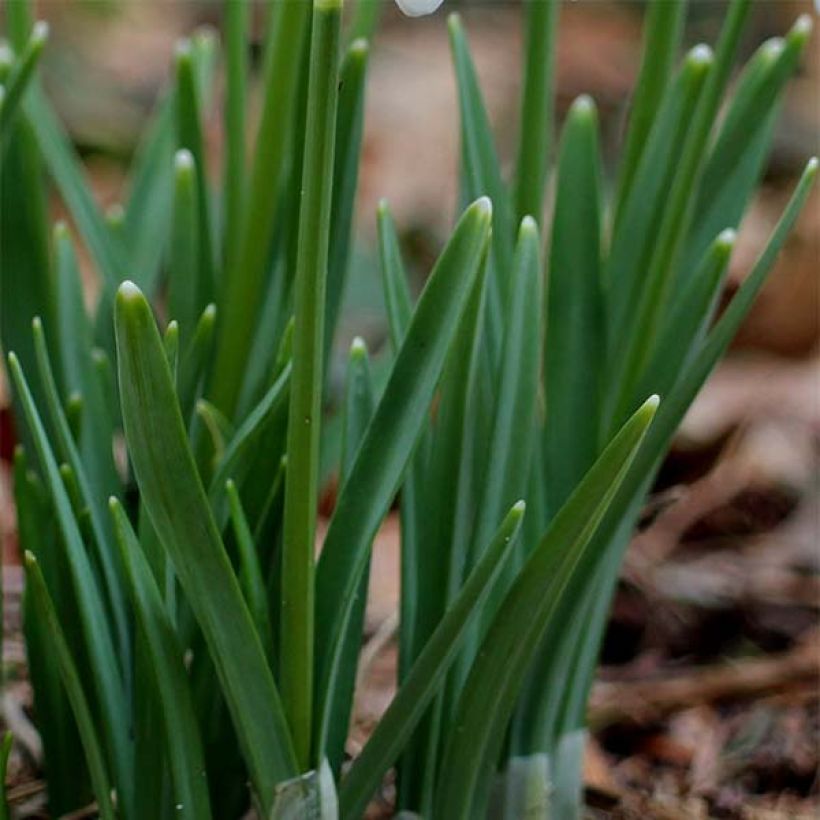 Perce-neige - Galanthus nivalis (Foliage)