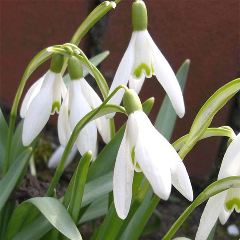 Perce-neige - Galanthus nivalis (Flowering)
