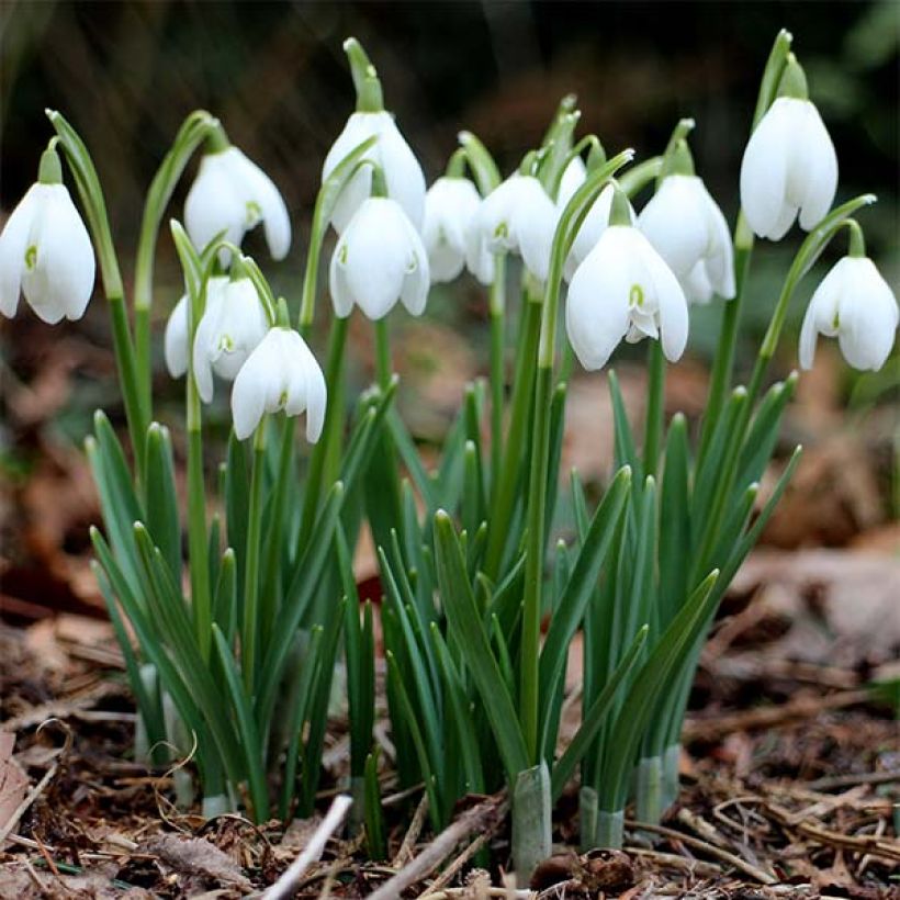 Perce-neige - Galanthus nivalis (Plant habit)